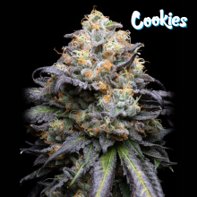 Double Sherb - Cookies Seed Bank