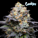 Double Sherb - Cookies Seed Bank