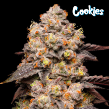 Dried Fruit - Cookies Seed Bank