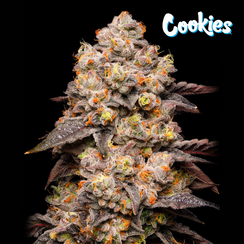 Dried Fruit - Cookies Seed Bank