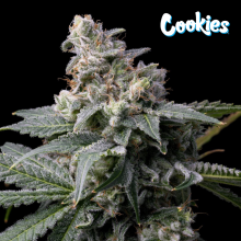 GMO x Hollywood - Cookies Seed Bank