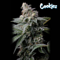 GMO x Hollywood - Cookies Seed Bank