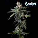 GMO x Hollywood - Cookies Seed Bank