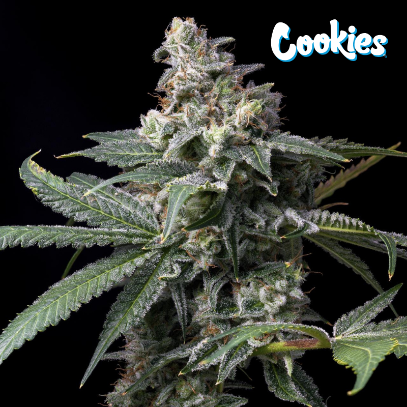 GMO x Hollywood - Cookies Seed Bank