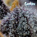 Grape Z x Hollywood - Cookies Seed Bank