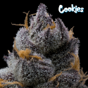 Grape Z x Hollywood - Cookies Seed Bank