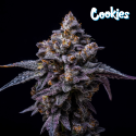 Hollywood - Cookies Seed Bank