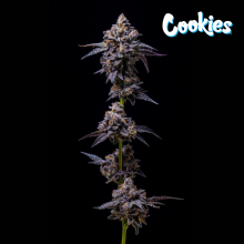 Hollywood - Cookies Seed Bank