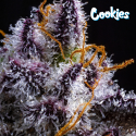 Hollywood - Cookies Seed Bank