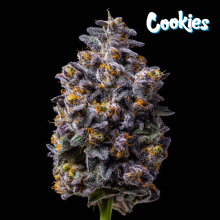 Hollywood - Cookies Seed Bank