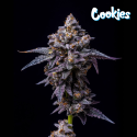 Hollywood - Cookies Seed Bank