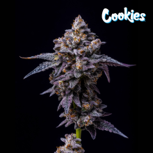 Hollywood - Cookies Seed Bank