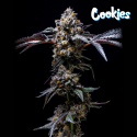 Lemon Cherry Pop - Cookies Seed Bank