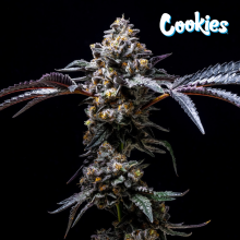 Lemon Cherry Pop - Cookies Seed Bank