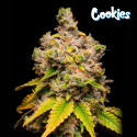 Lemon Cherry Sherb - Cookies Seed Bank