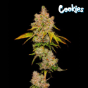 Lemon Cherry Sherb - Cookies Seed Bank