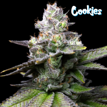 Melted Scoopz - Cookies Seed Bank