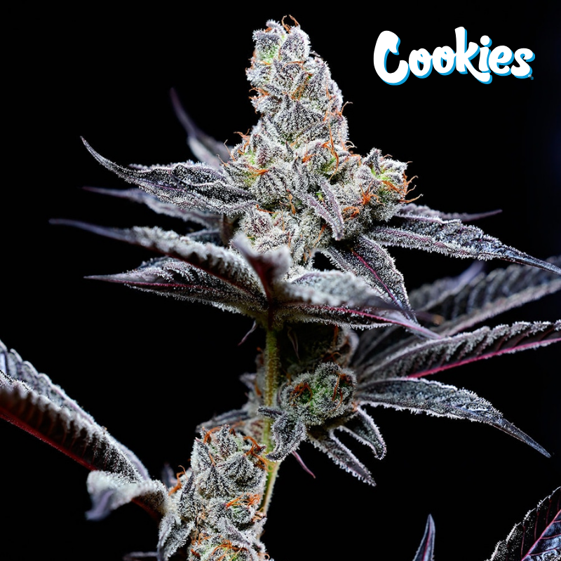 Mind Fuck - Cookies Seed Bank