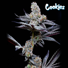 Mind Fuck - Cookies Seed Bank