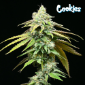 Motor City - Cookies Seed Bank