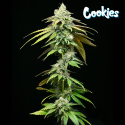 Motor City - Cookies Seed Bank