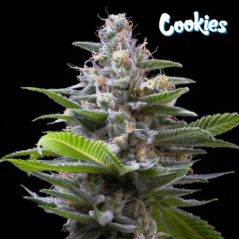 Murder Hornet - Cookies Seed Bank