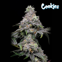 Papaya x Hollywood - Cookies Seed Bank