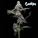 Papaya x Hollywood - Cookies Seed Bank