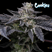 Pink Runtz x Hollywood - Cookies Seed Bank