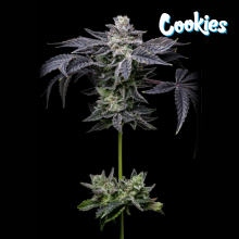 Pink Runtz x Hollywood - Cookies Seed Bank