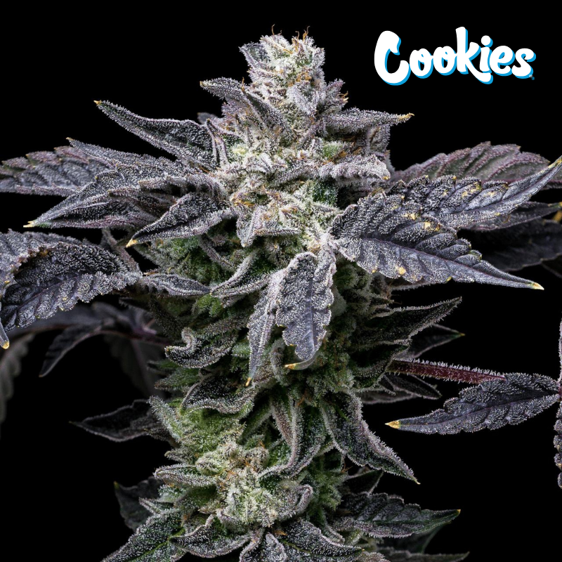 Pink Runtz x Hollywood - Cookies Seed Bank