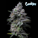 RS11 x Hollywood - Cookies Seed Bank