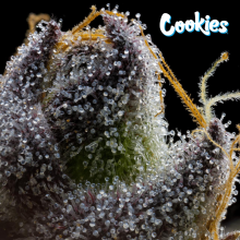 RS11 x Hollywood - Cookies Seed Bank