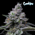 RS11 x Hollywood - Cookies Seed Bank