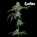 Sour Dubb x Hollywood - Cookies Seed Bank