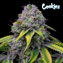 Sour Dubb x Hollywood - Cookies Seed Bank