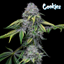 Sour Dubb x Hollywood - Cookies Seed Bank