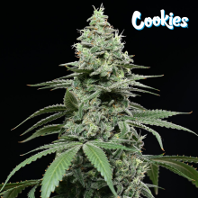 Sunset Pie - Cookies Seed Bank