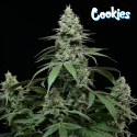 Sunset Pie - Cookies Seed Bank