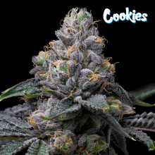 Sunset Sherb x Hollywood - Cookies Seed Bank