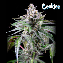 Sunsetz - Cookies Seed Bank