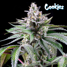 Sunsetz - Cookies Seed Bank