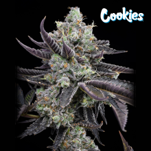 Tie Die - Cookies Seed Bank