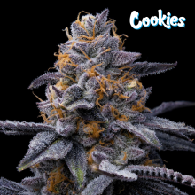 Trop Cookies x Hollywood - Cookies Seed Bank