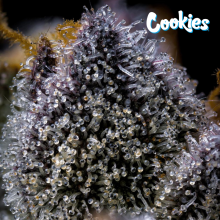 Trop Cookies x Hollywood - Cookies Seed Bank