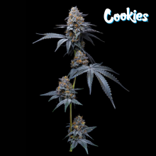 Trop Cookies x Hollywood - Cookies Seed Bank