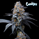 Trop Cookies x Hollywood - Cookies Seed Bank