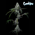 UK Cheese x Hollywood - Cookies Seed Bank