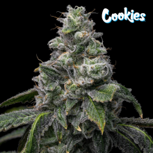 UK Cheese x Hollywood - Cookies Seed Bank