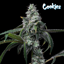 UK Cheese x Hollywood - Cookies Seed Bank